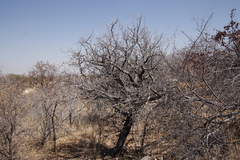 Commiphora