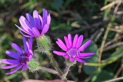 Senecio speciosus