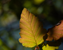 Nothofagus glauca