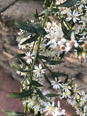 Symphyotrichum ericoides