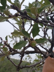 Quercus vaseyana