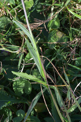 Senecio speciosus