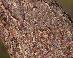 Nothofagus glauca