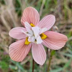Moraea gawleri