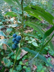 Polygonatum