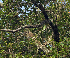 Psilopogon eximius