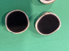 Scleroderma citrinum