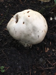 Amanita virosa
