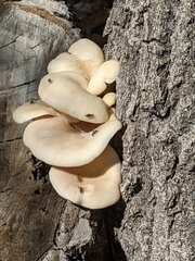 Pleurotus populinus