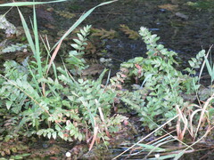Berula erecta