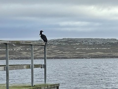 Leucocarbo magellanicus