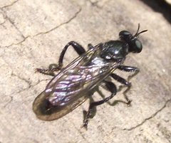 Laphria canis