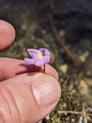 Utricularia purpurea