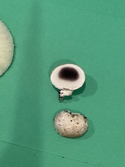 Scleroderma citrinum