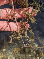 Utricularia purpurea