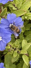 Apis mellifera