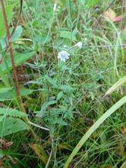 Epilobium strictum