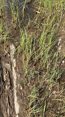 Sporobolus alterniflorus