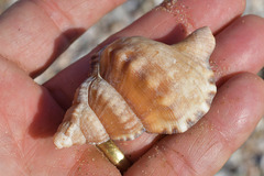 Ranella