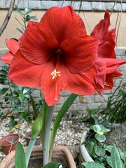 Hippeastrum hybridum