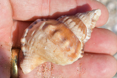Ranella
