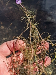 Utricularia purpurea