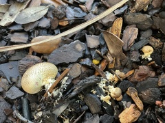 Scleroderma citrinum