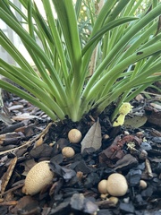 Scleroderma citrinum