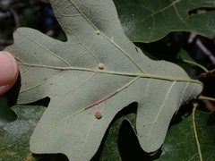Arthropoda