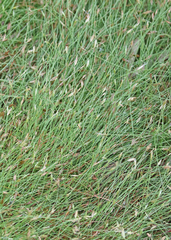 Eleocharis baldwinii