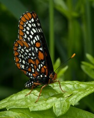 Euphydryas phaeton