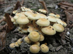 Hypholoma