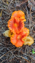 Hygrocybe occidentalis