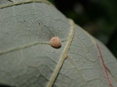 Arthropoda
