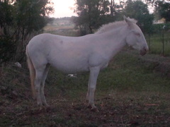 Equus asinus × caballus