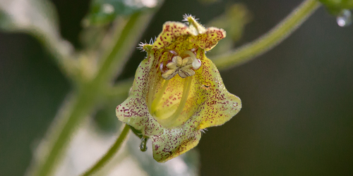Sinningia brasiliensis