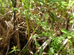 Galium labradoricum