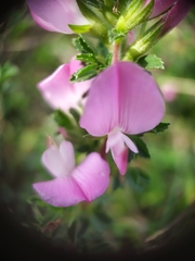 Ononis spinosa