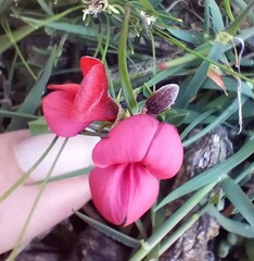 Indigofera heterophylla