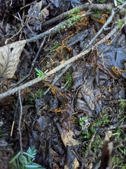 Hemitrichia decipiens