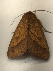 Pyrrhia