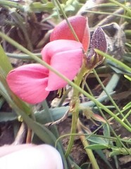 Indigofera heterophylla