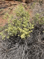 Atriplex canescens