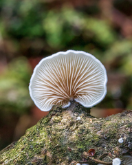 Crepidotus variabilis