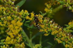 Cerceris arenaria