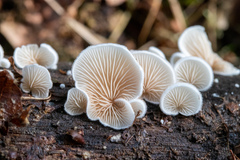 Crepidotus variabilis