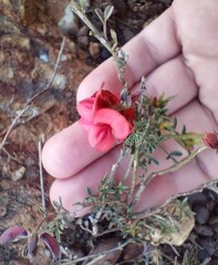 Indigofera heterophylla