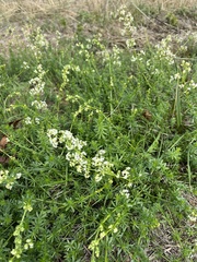 Galium mollugo