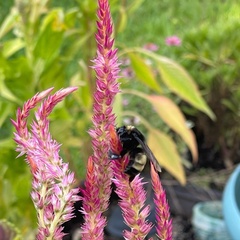 Bombus pensylvanicus