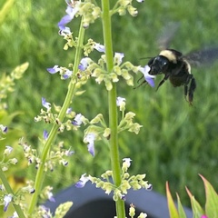 Bombus pensylvanicus